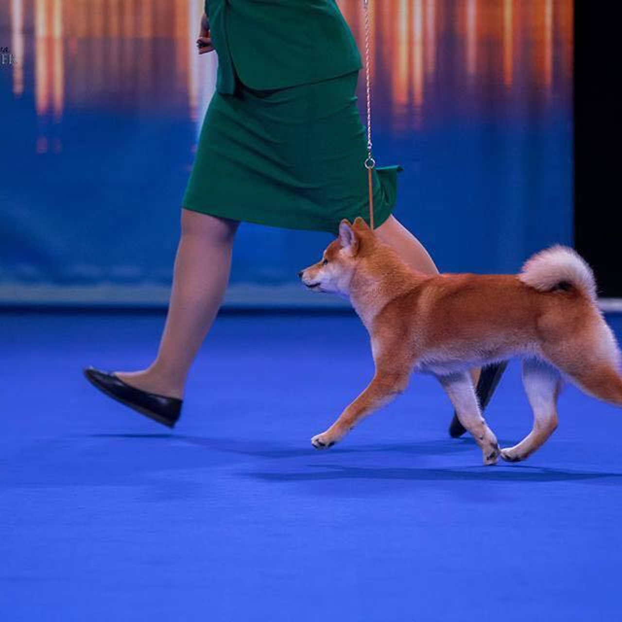 Выпускники питомника. SHIOMARU Питомник сиба и акита-ину