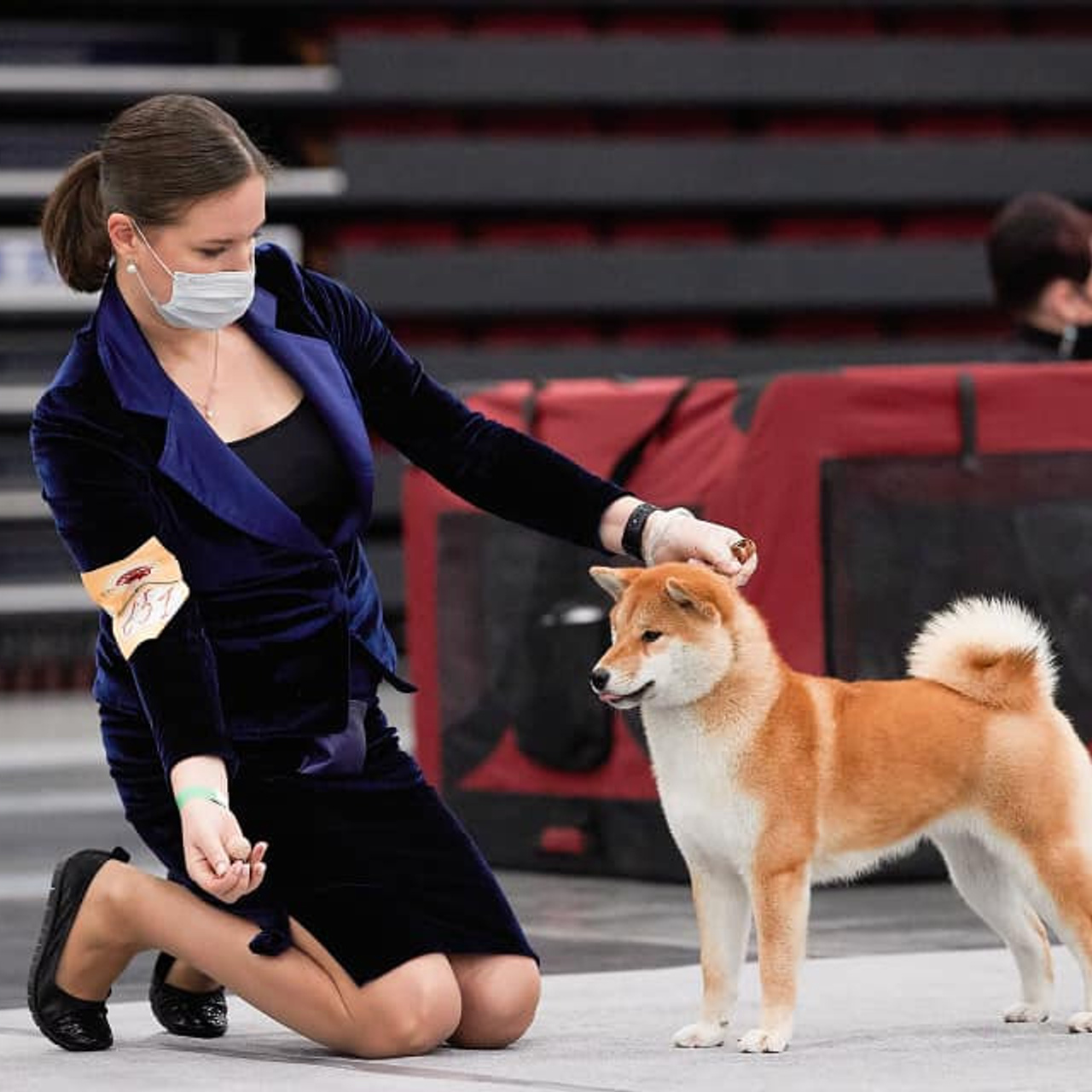 2020. SHIOMARU Shiba and Akita Inu Kennel