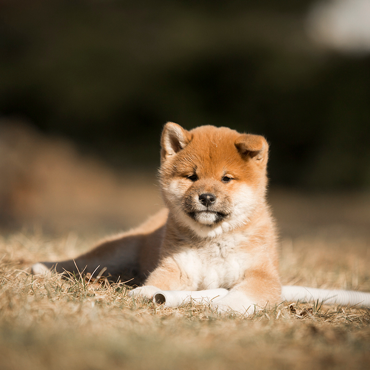 Помет T — Shiomaru kennel. SHIOMARU Shiba and Akita Inu Kennel