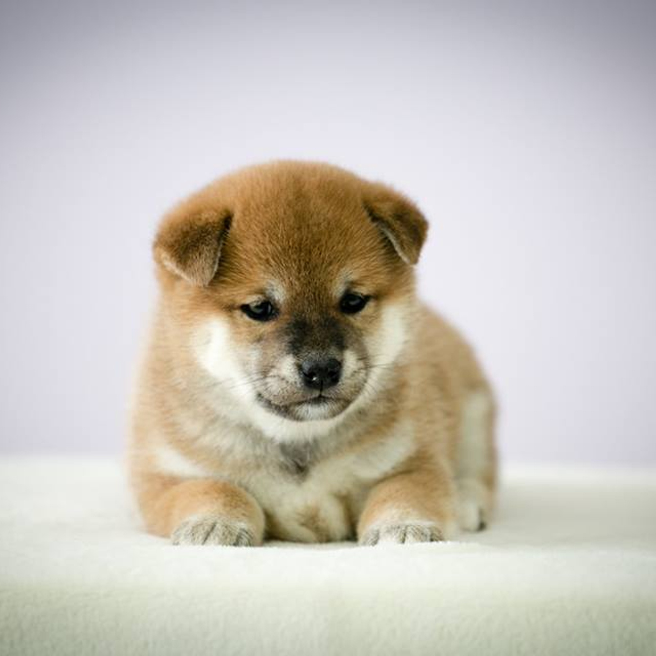 ПОМЕТ G. SHIOMARU Питомник сиба и акита-ину