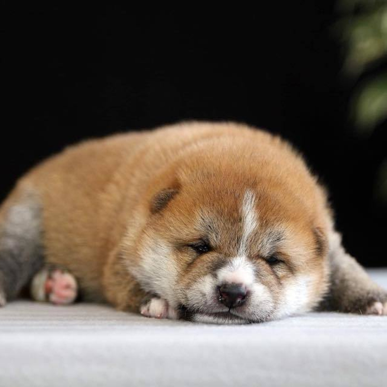 ПОМЕТ О. SHIOMARU Питомник сиба и акита-ину