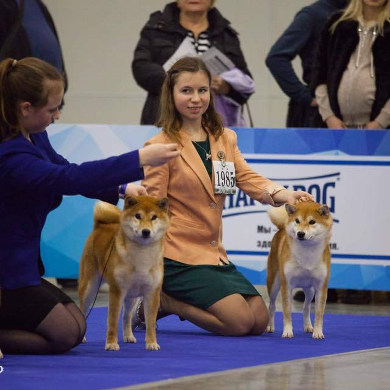 Dog show 2017. SHIOMARU Питомник сиба и акита-ину