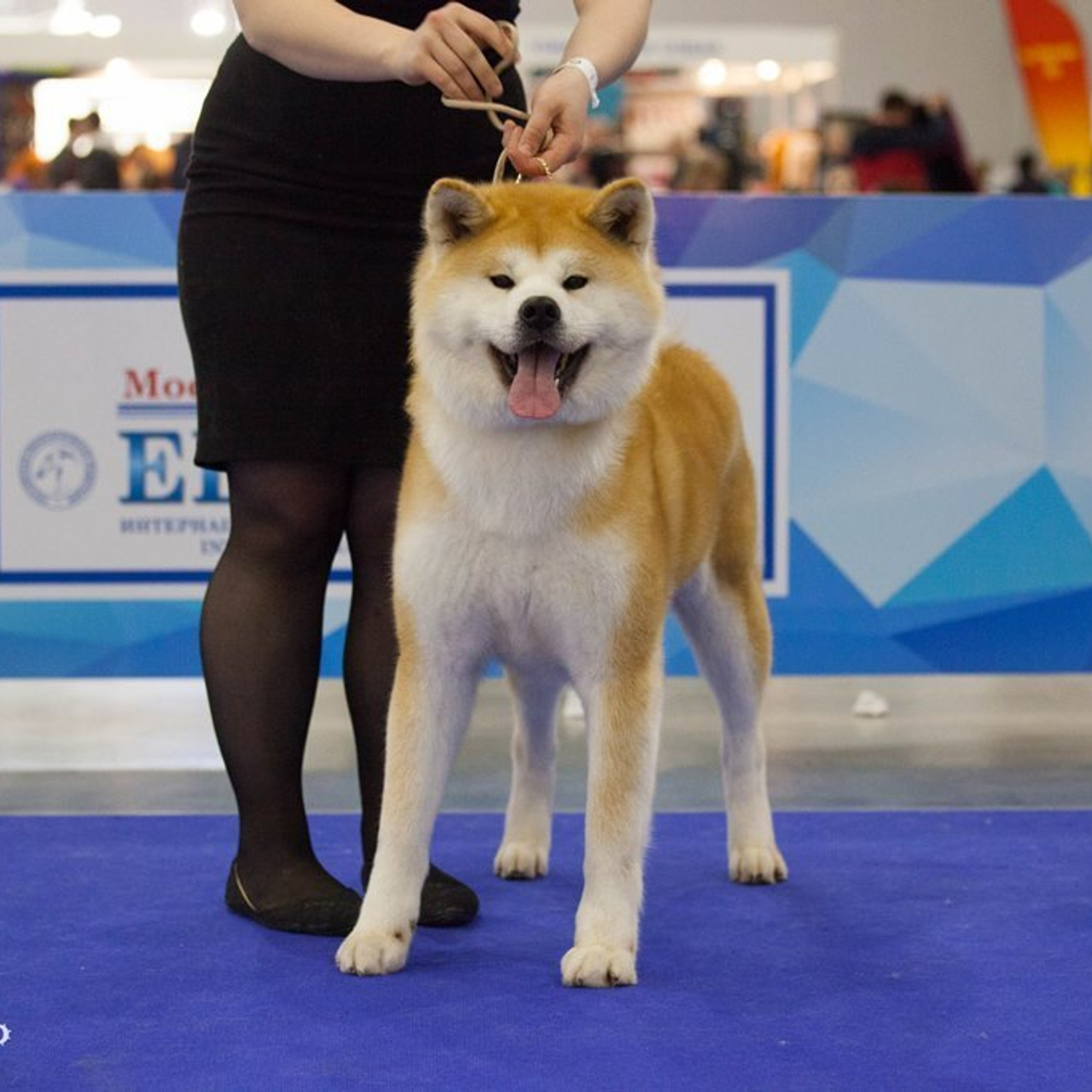 AIKEN SAGARIME UOSHIKO. SHIOMARU Питомник сиба и акита-ину