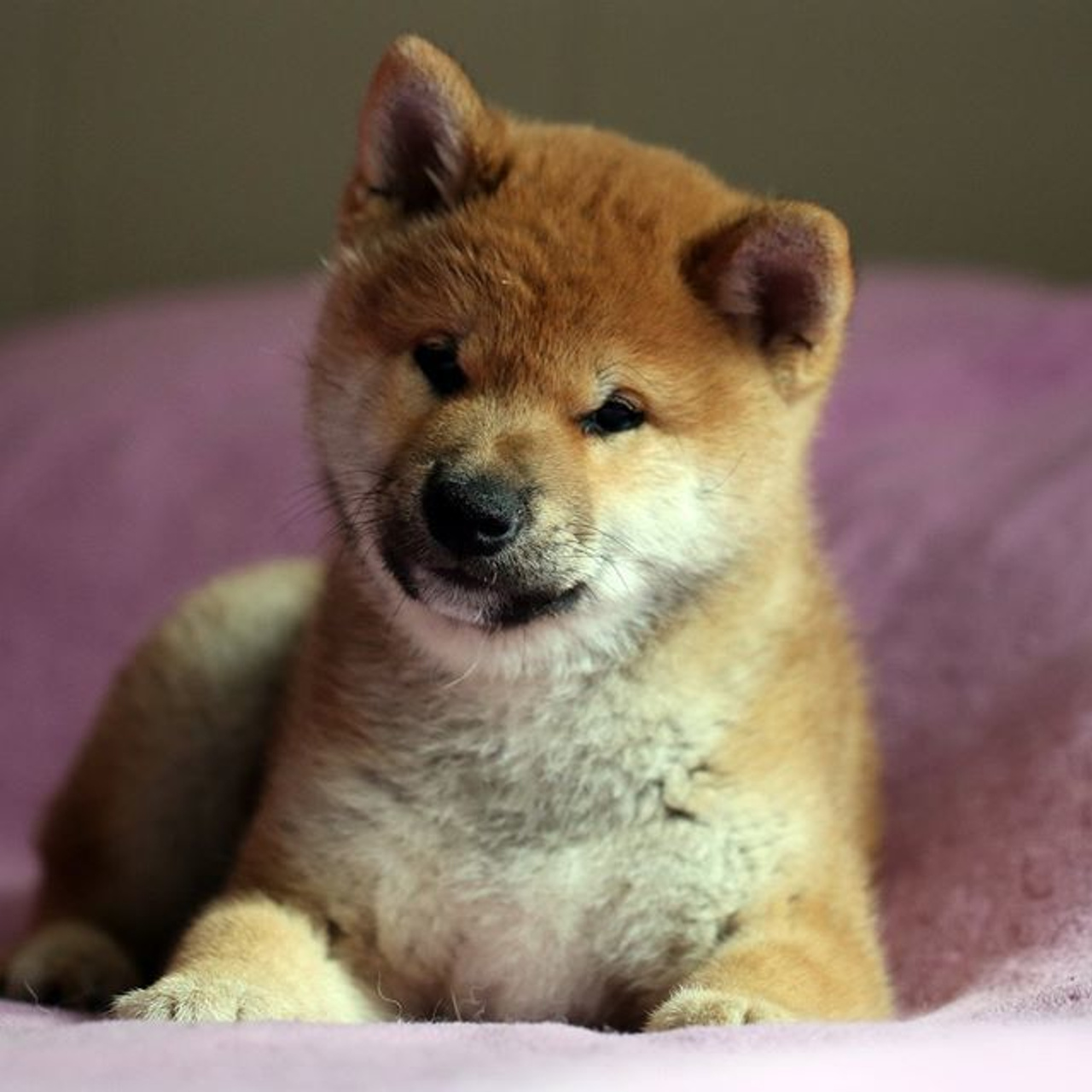 ПОМЕТ F. SHIOMARU Питомник сиба и акита-ину