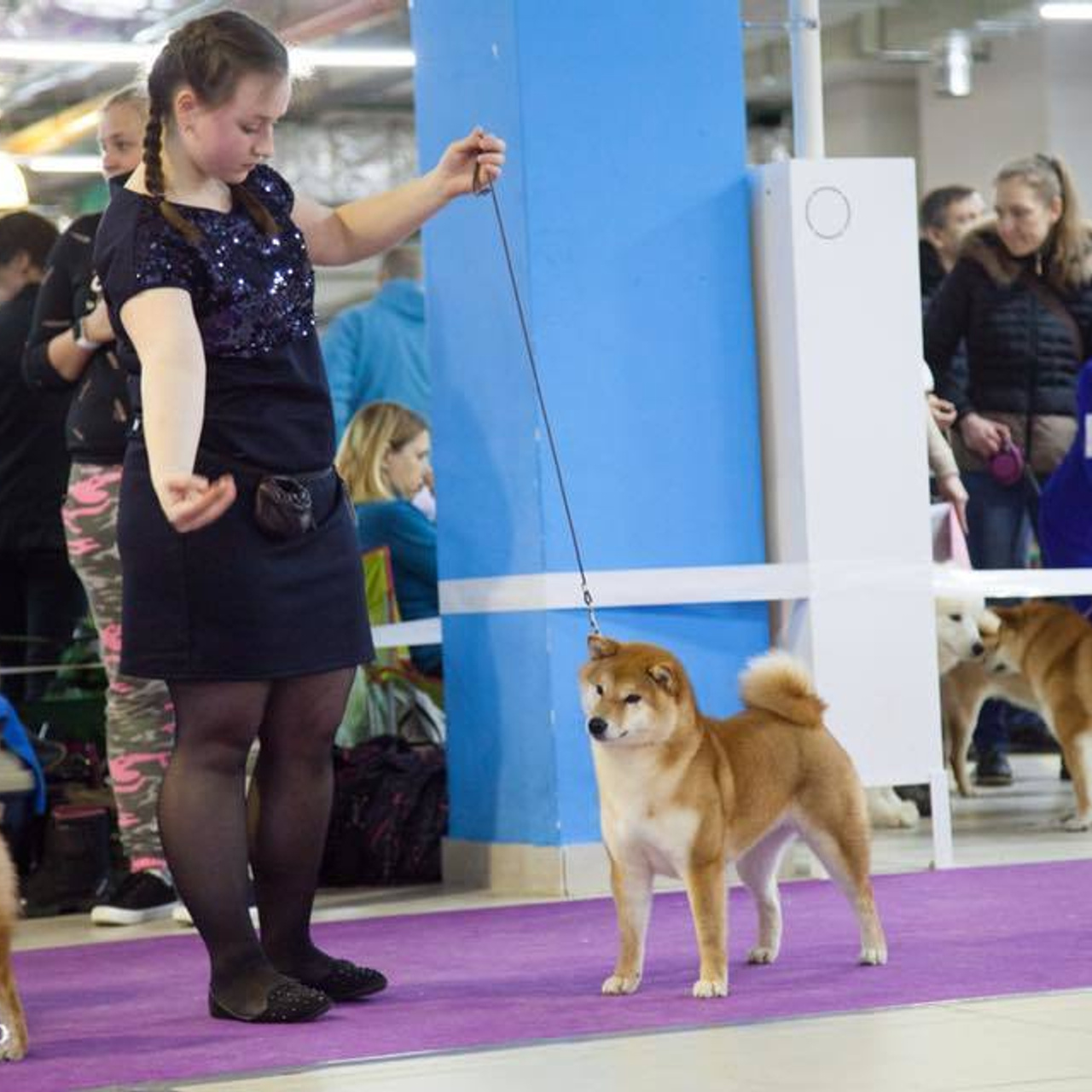 Dog show 2018. SHIOMARU Питомник сиба и акита-ину