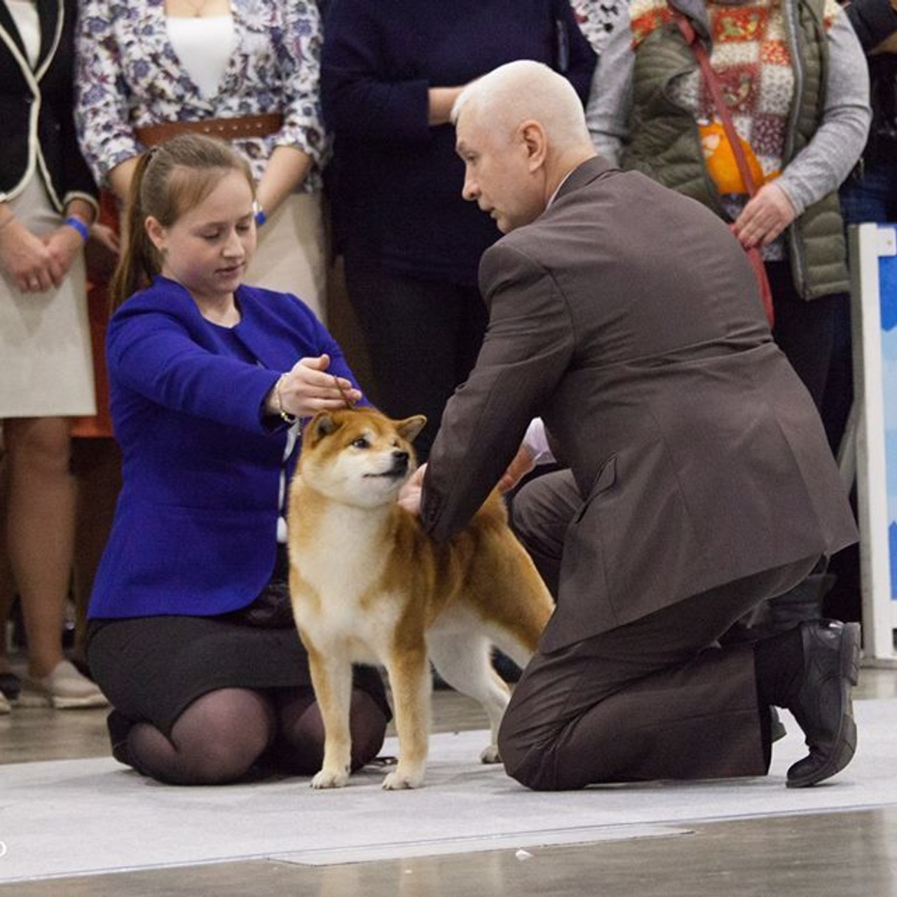 Dog show 2017. SHIOMARU Питомник сиба и акита-ину