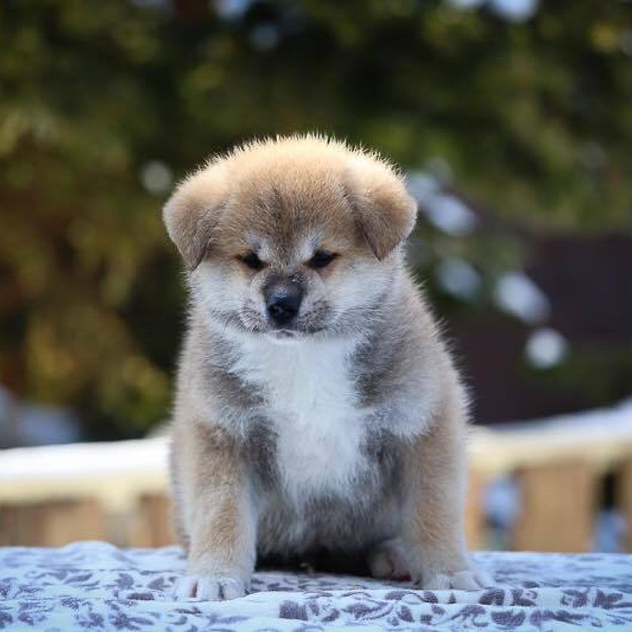 ПОМЕТ K. SHIOMARU Питомник сиба и акита-ину