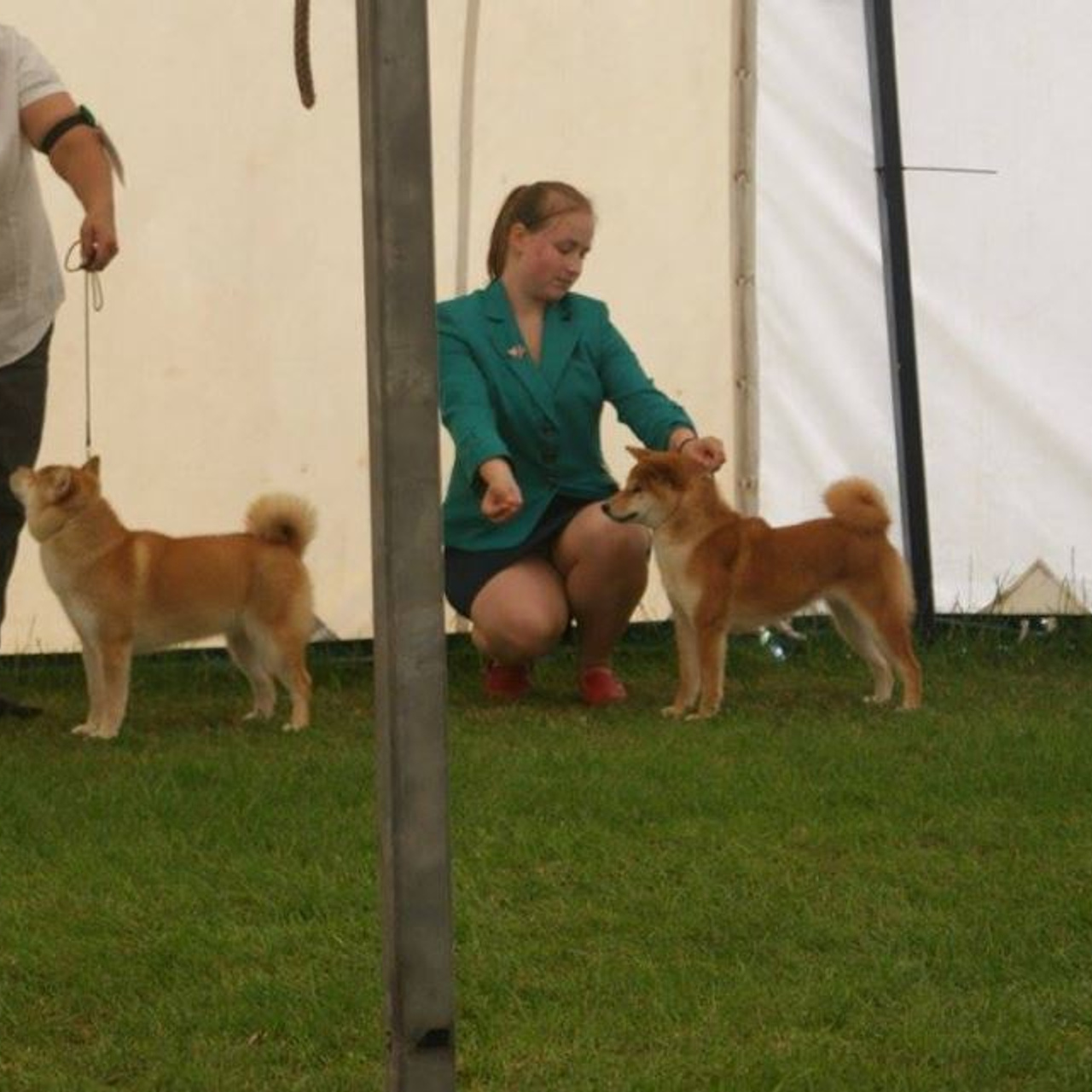 Dog show 2017. SHIOMARU Питомник сиба и акита-ину