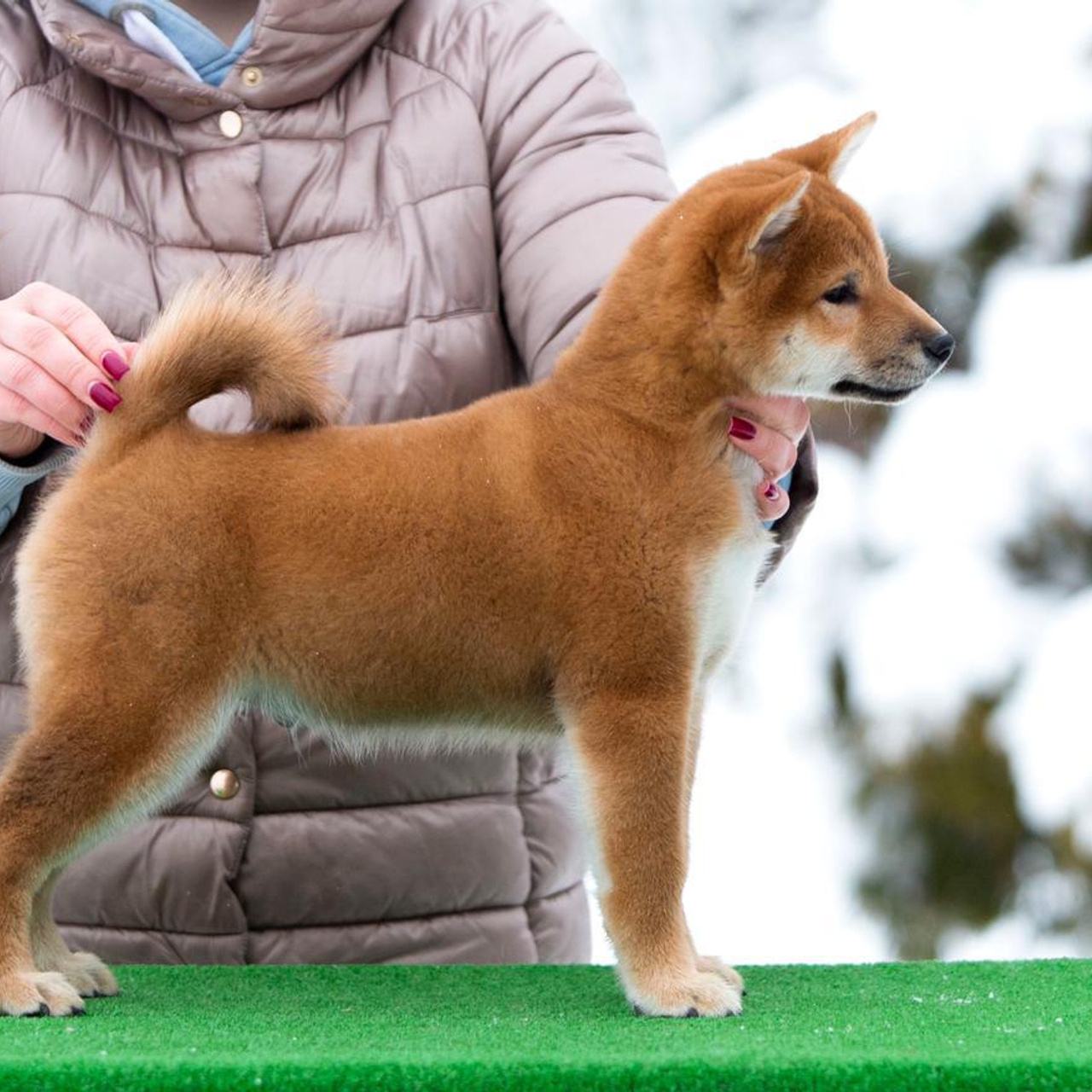 ПОМЕТ С. SHIOMARU Питомник сиба и акита-ину