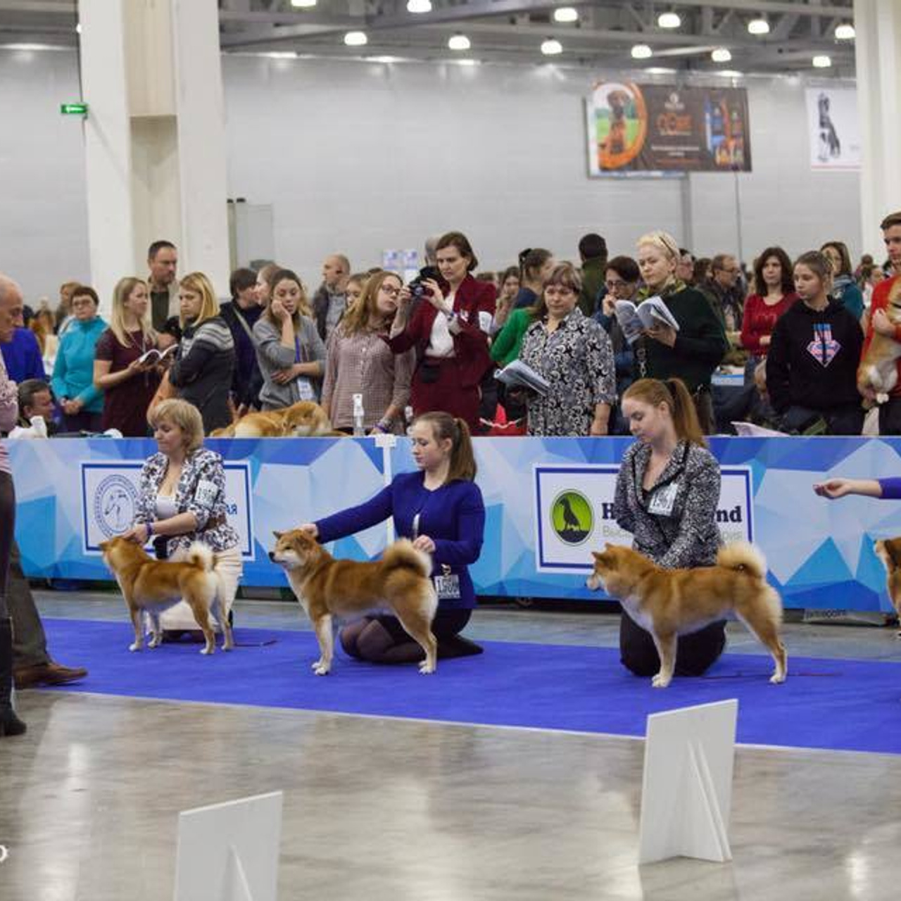 Dog show 2017. SHIOMARU Питомник сиба и акита-ину