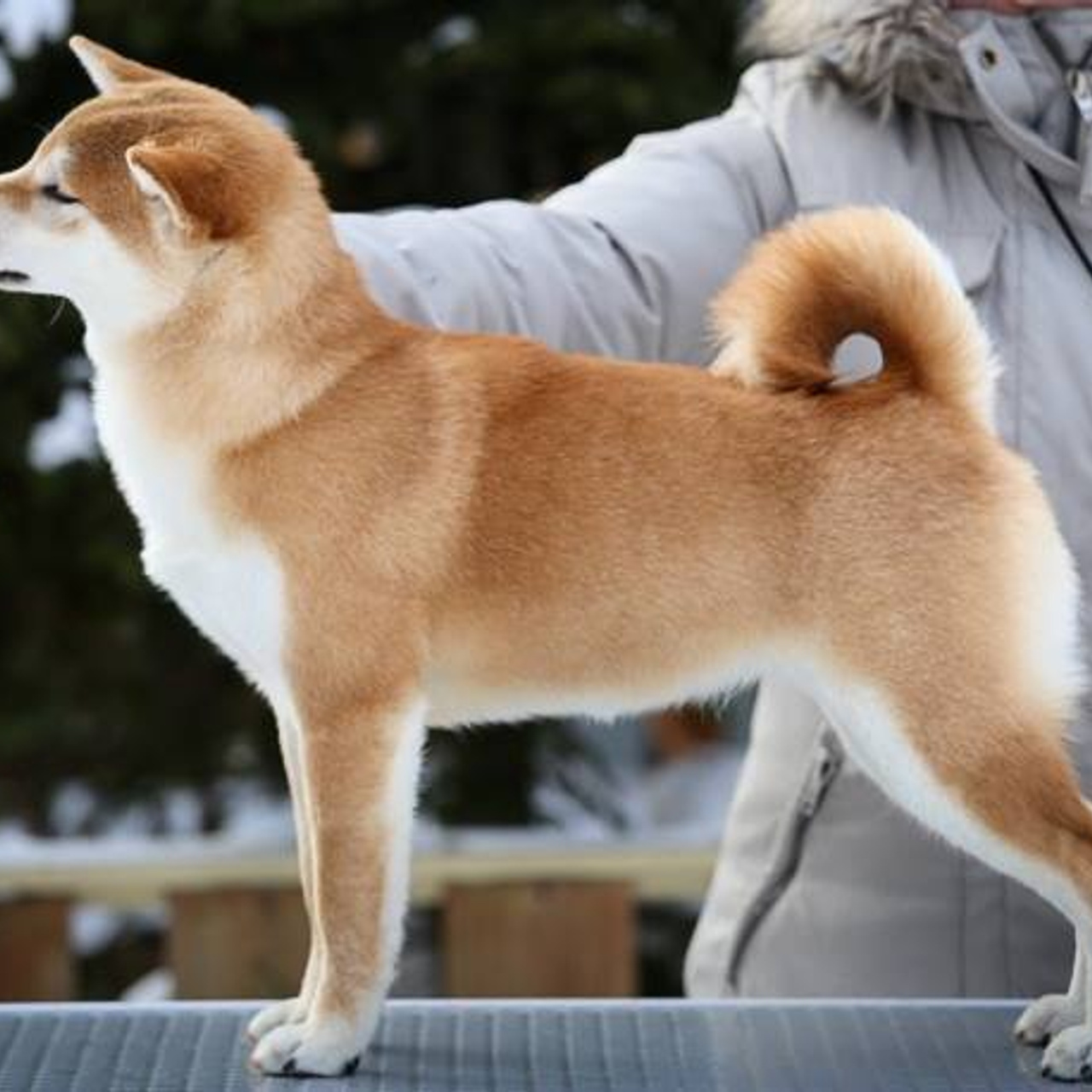 ПОМЕТ G. SHIOMARU Питомник сиба и акита-ину