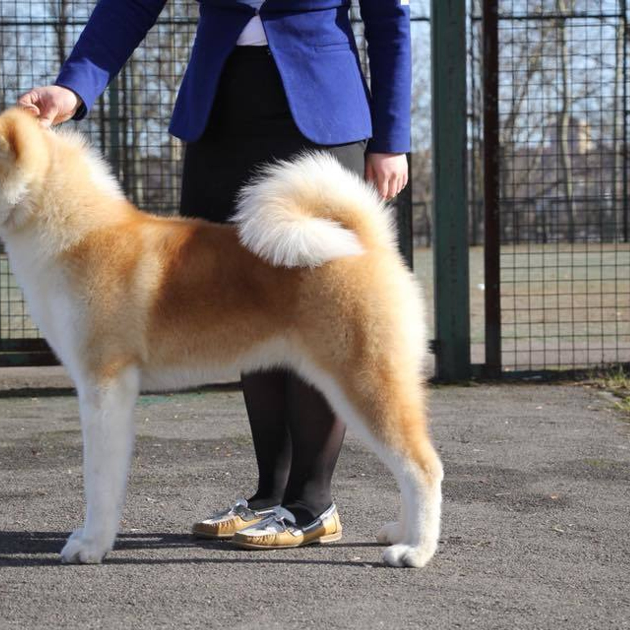 Dog show 2018. SHIOMARU Питомник сиба и акита-ину