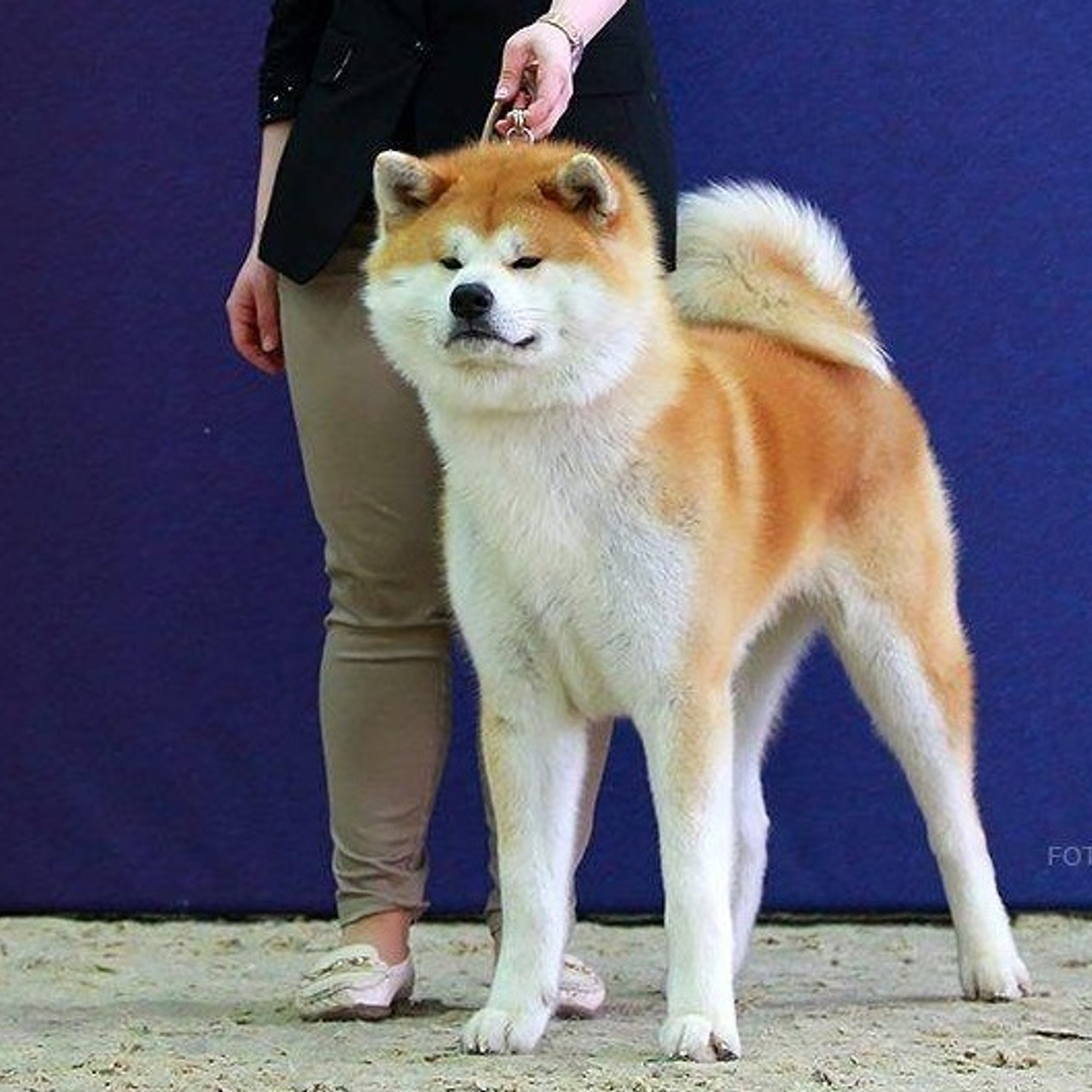 Dog show 2016. SHIOMARU Питомник сиба и акита-ину