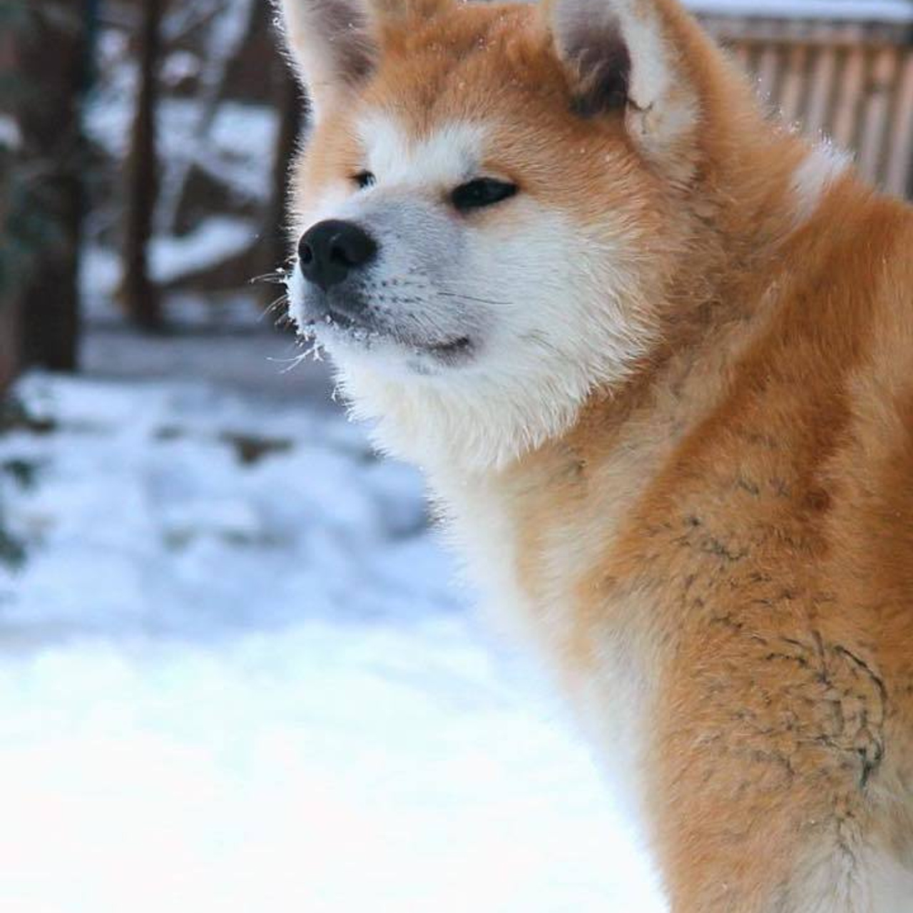 AIKEN SAGARIME UOSHIKO. SHIOMARU Питомник сиба и акита-ину