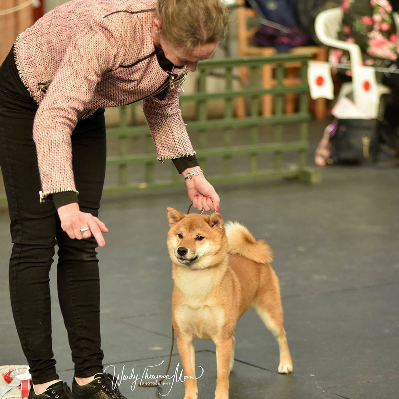 Выпускники питомника. SHIOMARU Питомник сиба и акита-ину