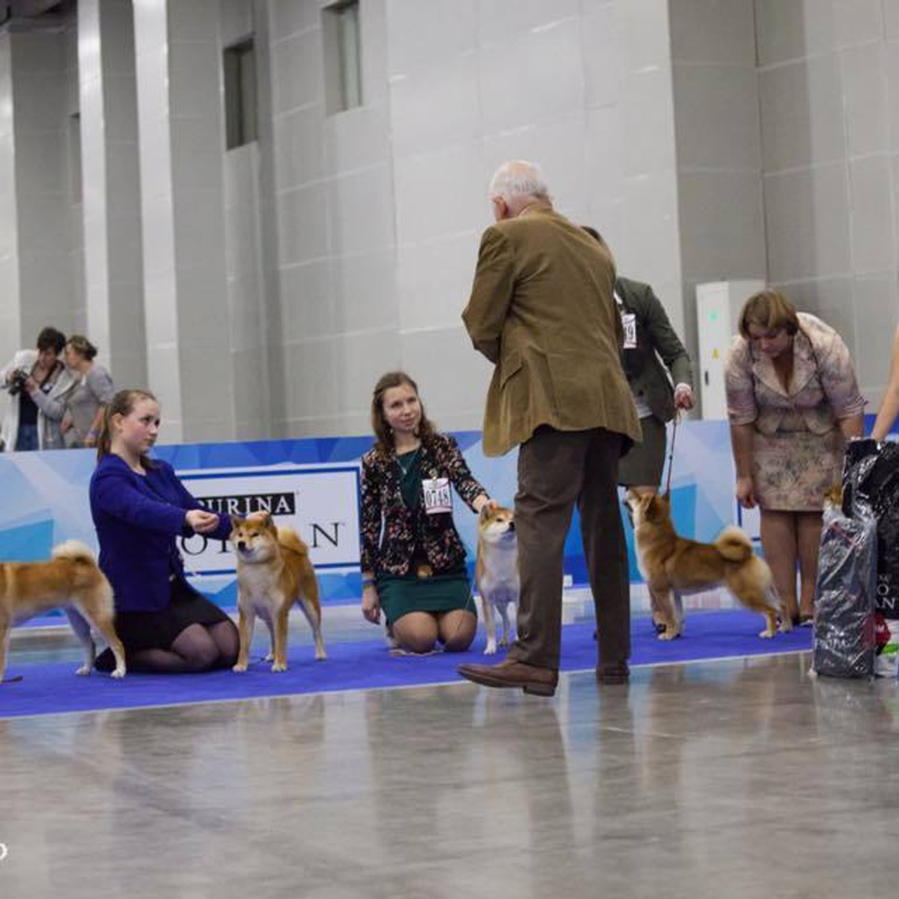 Dog show 2017. SHIOMARU Питомник сиба и акита-ину