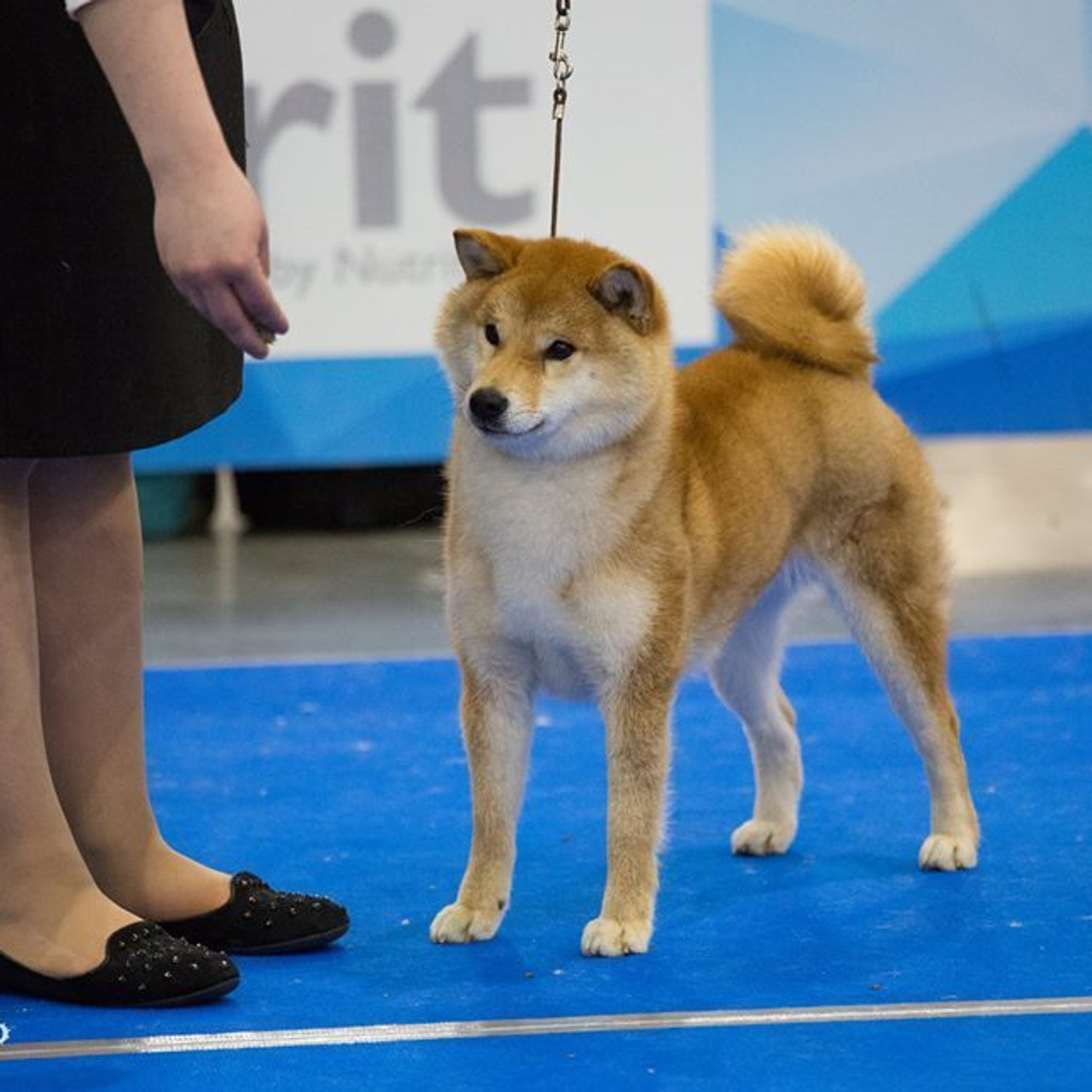 Dog show 2018. SHIOMARU Питомник сиба и акита-ину