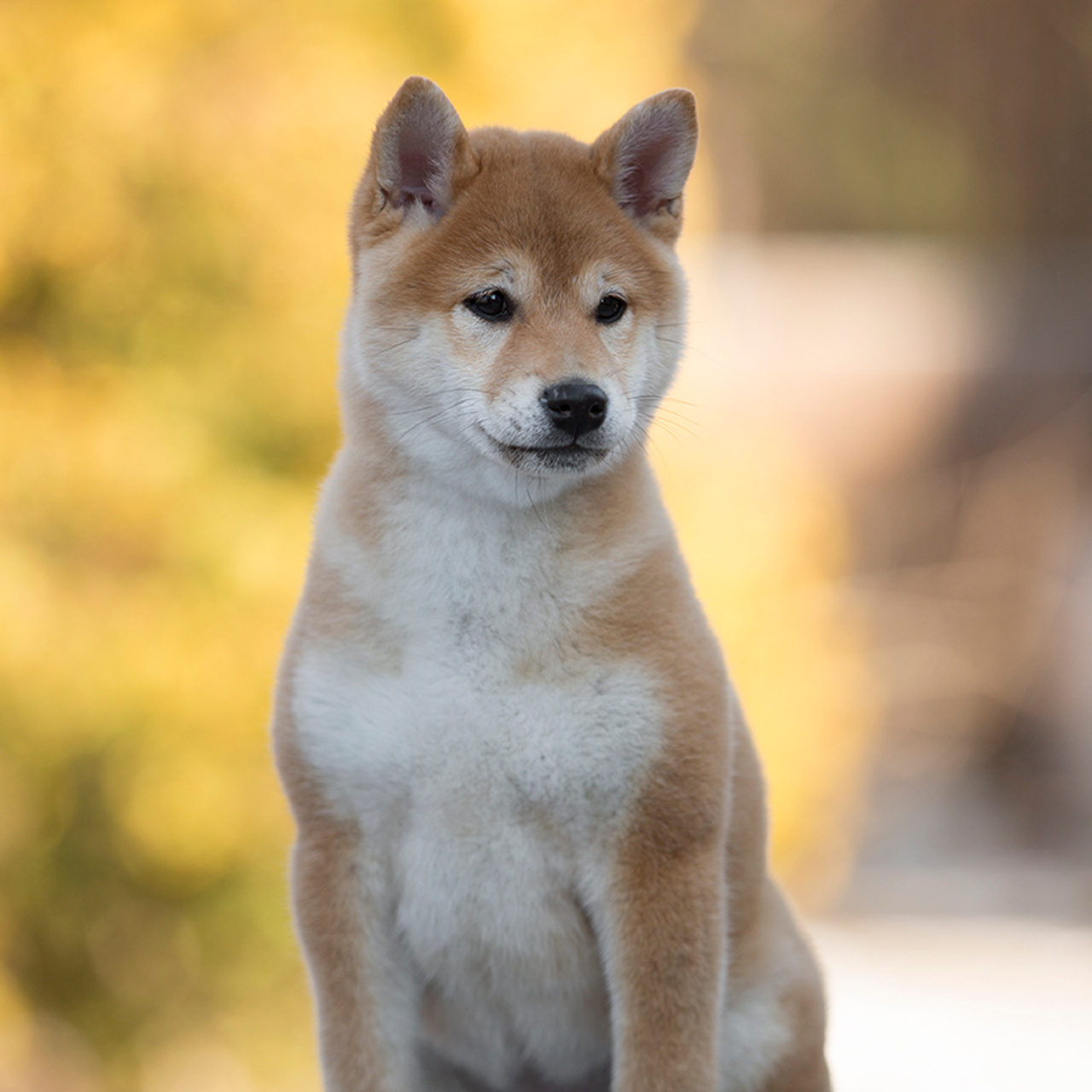 Помет S. SHIOMARU Питомник сиба и акита-ину