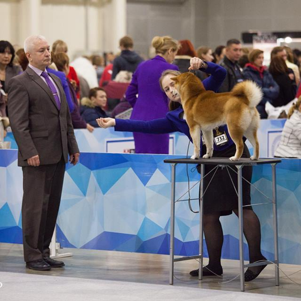 Dog show 2017. SHIOMARU Питомник сиба и акита-ину