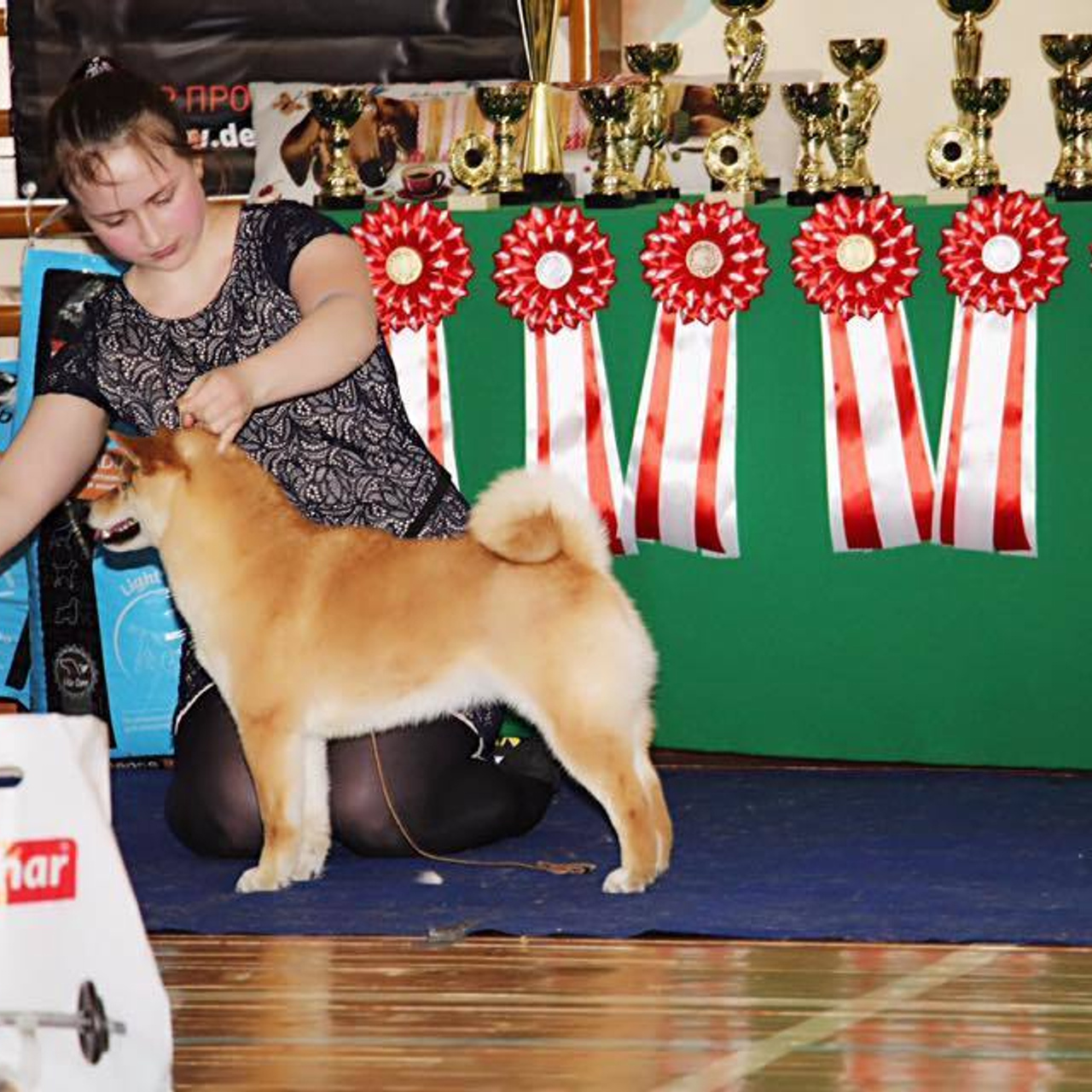 Dog show 2017. SHIOMARU Питомник сиба и акита-ину
