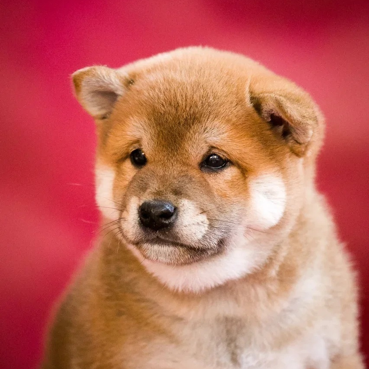 ПОМЕТ Q. SHIOMARU Питомник сиба и акита-ину