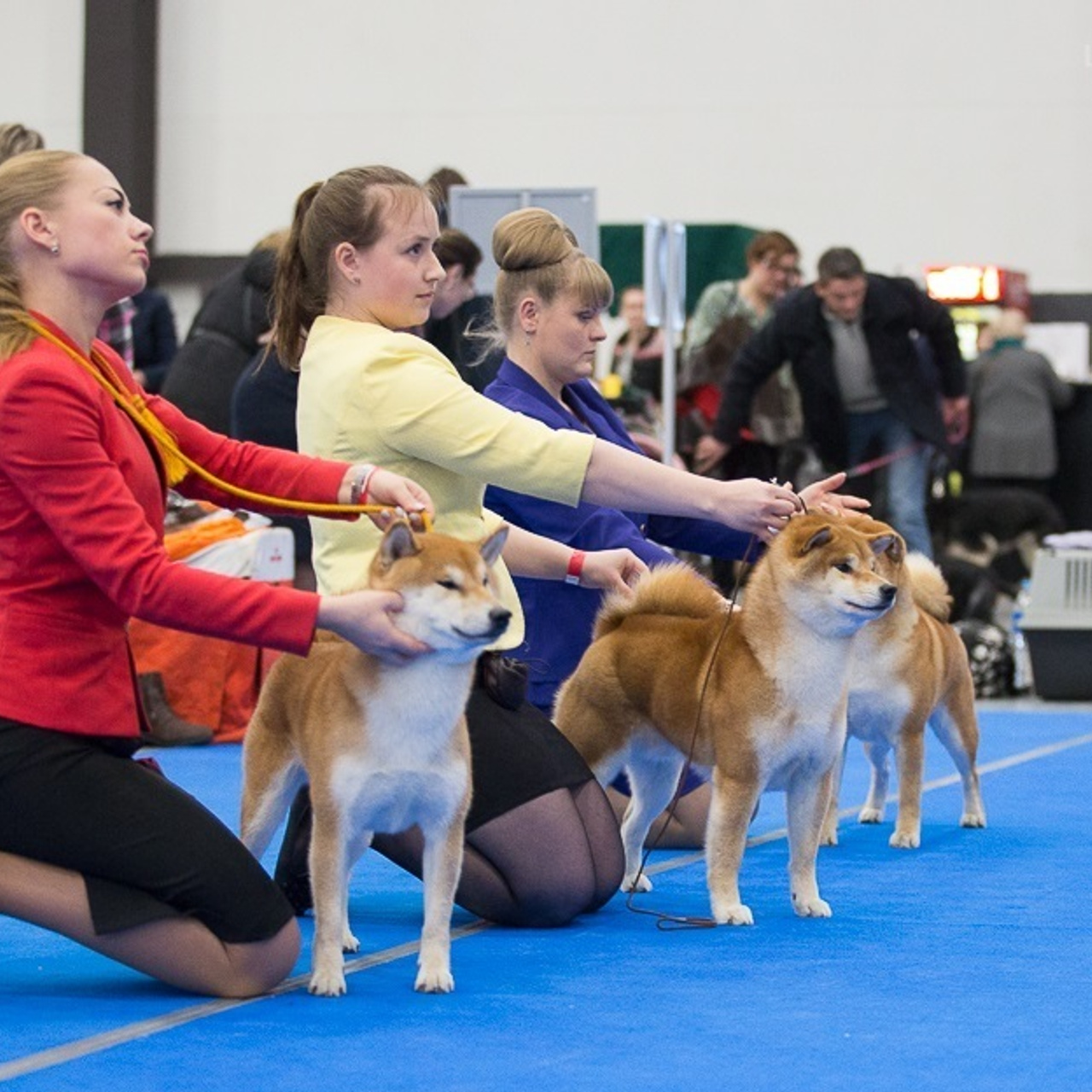 Dog show 2017. SHIOMARU Питомник сиба и акита-ину
