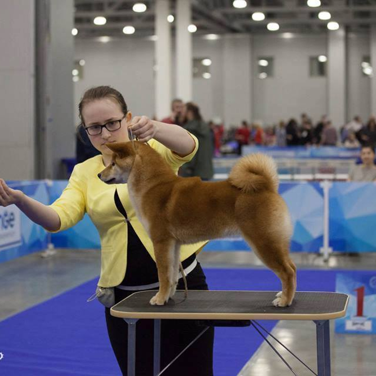 SHIOMARU BRENDI. SHIOMARU Shiba and Akita Inu Kennel