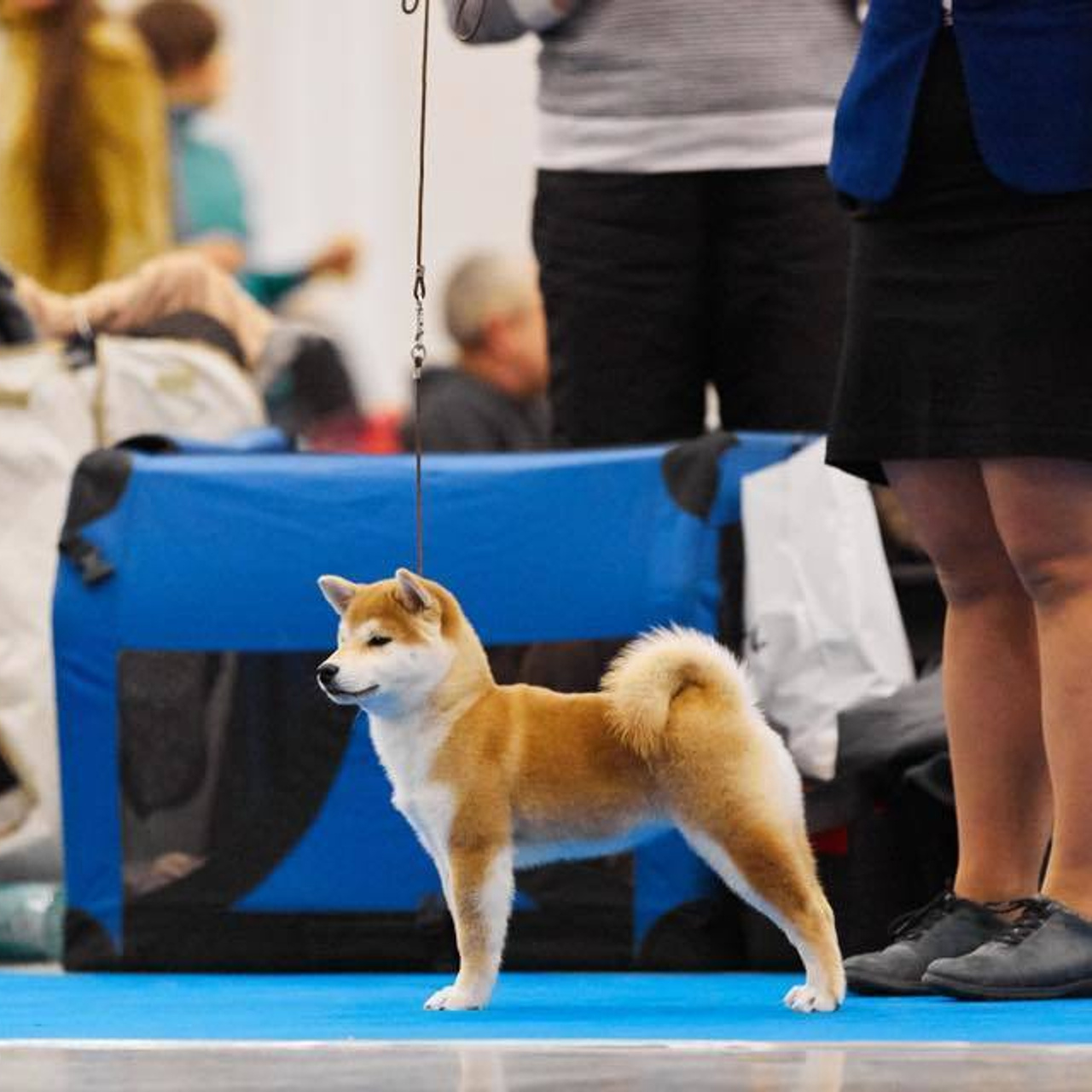 Dog show 2018. SHIOMARU Питомник сиба и акита-ину