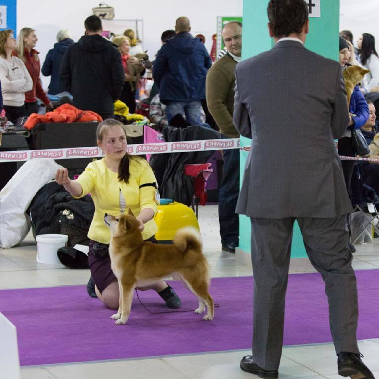 Dog show 2018. SHIOMARU Питомник сиба и акита-ину