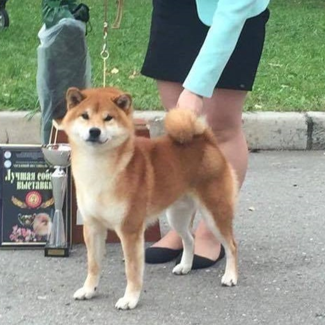 Dog show 2016. SHIOMARU Питомник сиба и акита-ину
