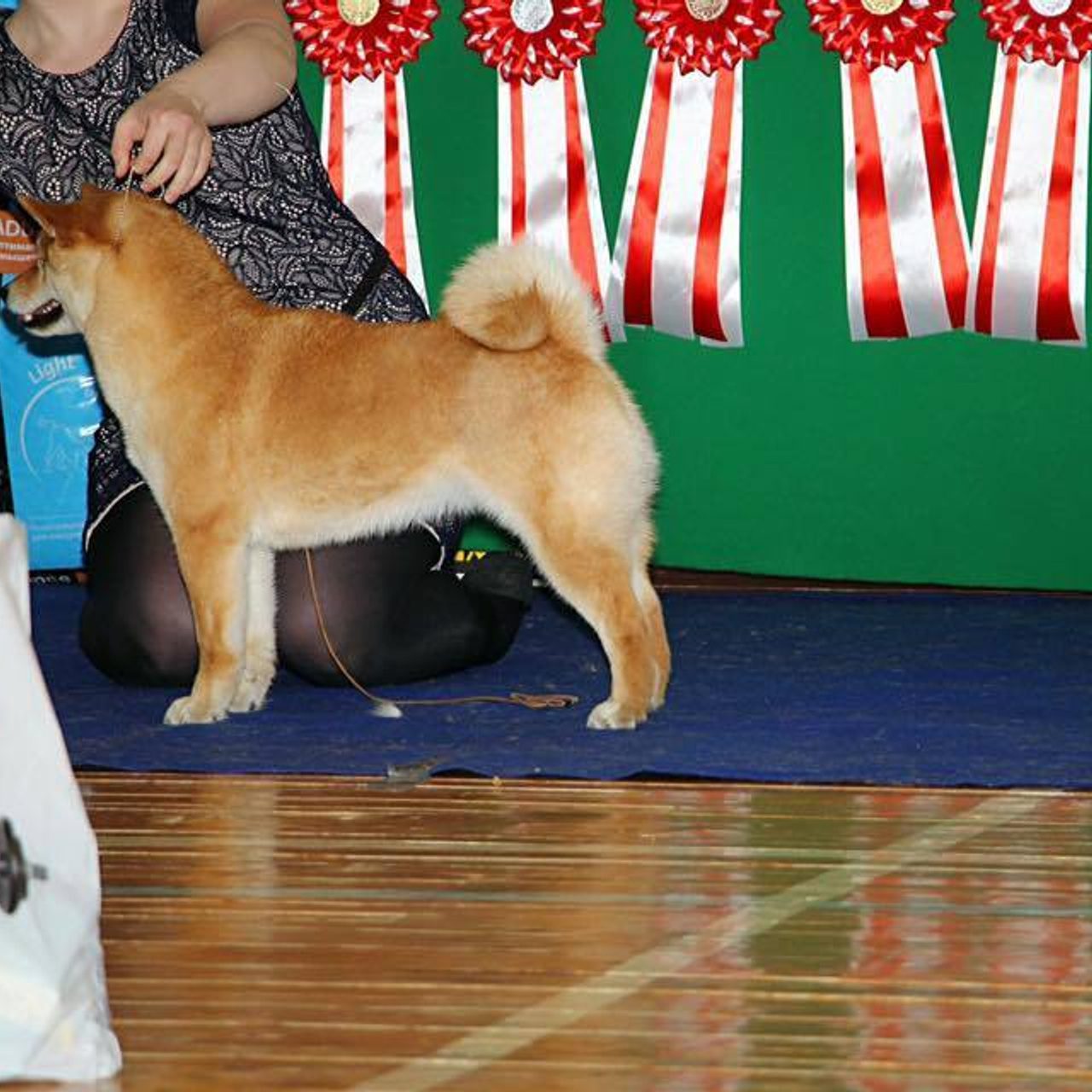 Dog show 2017. SHIOMARU Питомник сиба и акита-ину