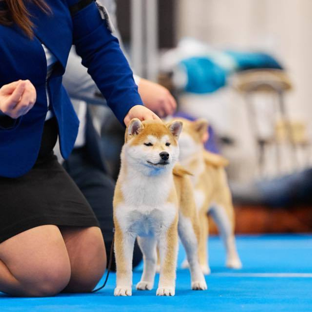Dog show 2018. SHIOMARU Питомник сиба и акита-ину