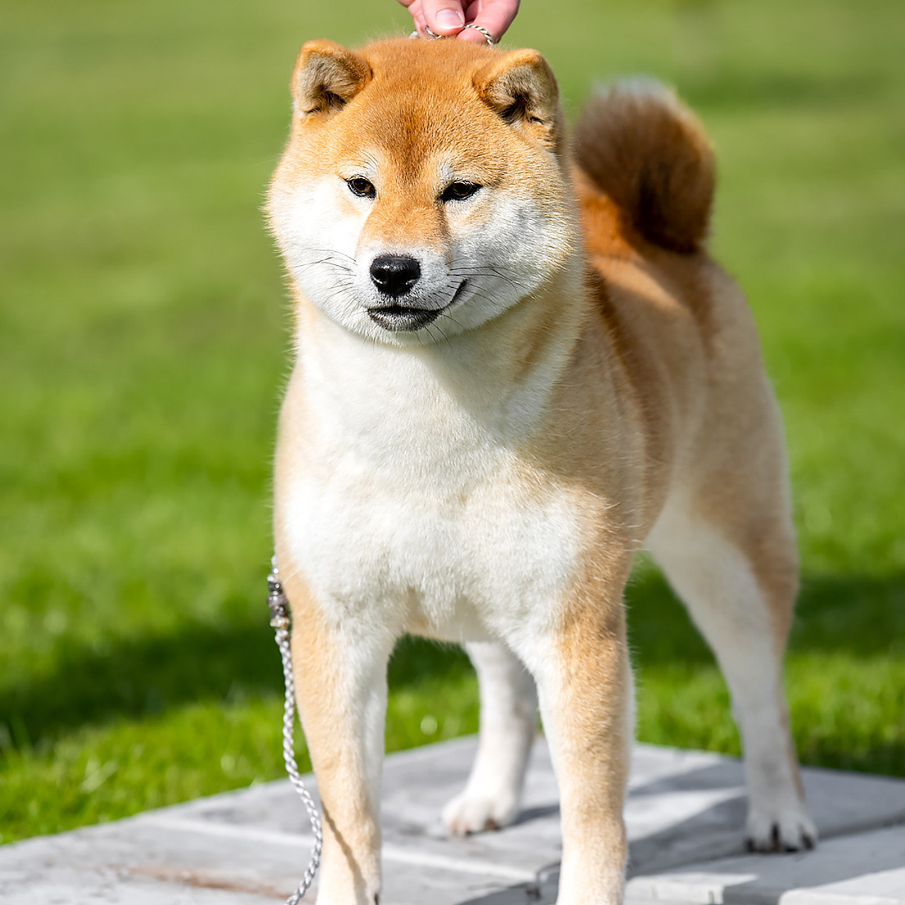 SHIOMARU DON'T KILL THE MAGIC. SHIOMARU Питомник сиба и акита-ину