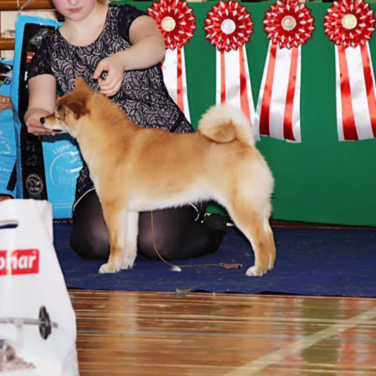 Dog show 2017. SHIOMARU Питомник сиба и акита-ину