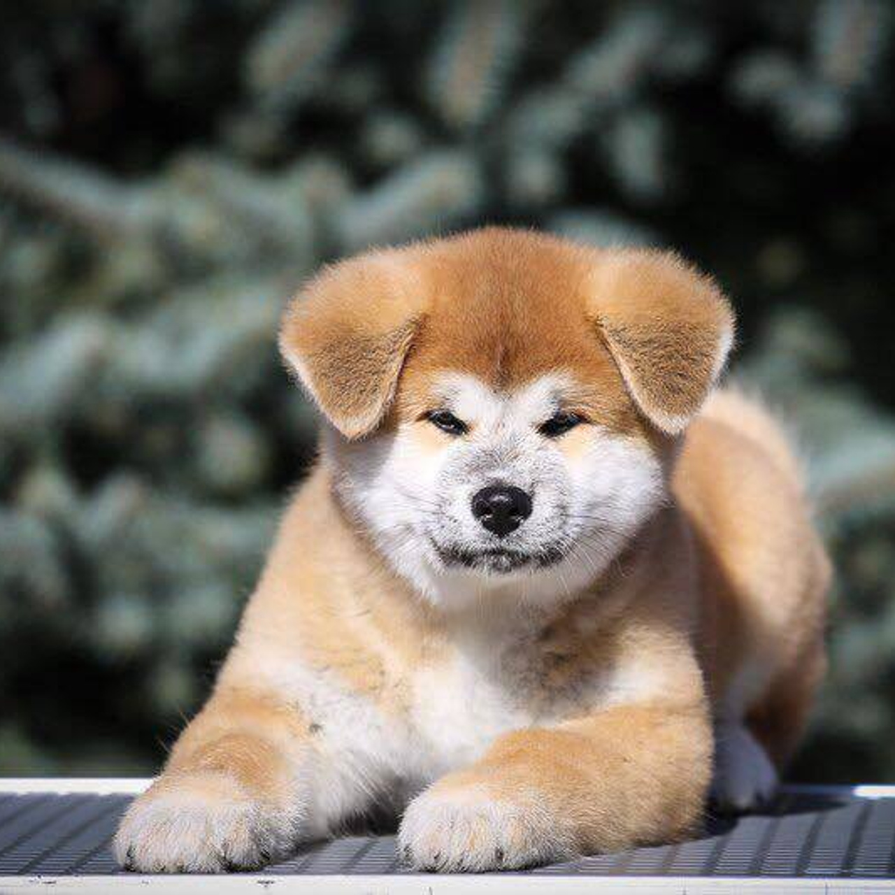 ПОМЕТ K. SHIOMARU Питомник сиба и акита-ину