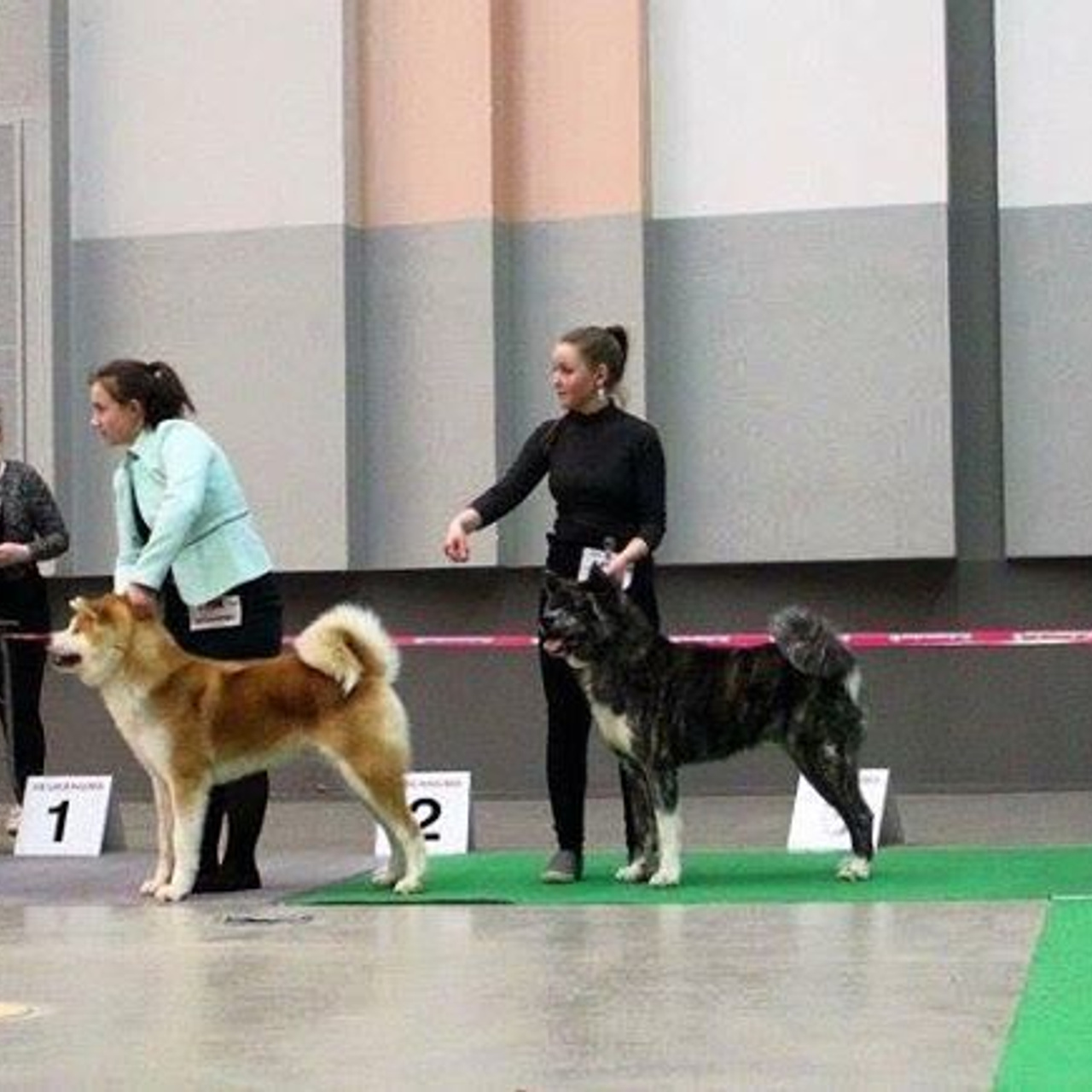 Dog show 2017. SHIOMARU Питомник сиба и акита-ину