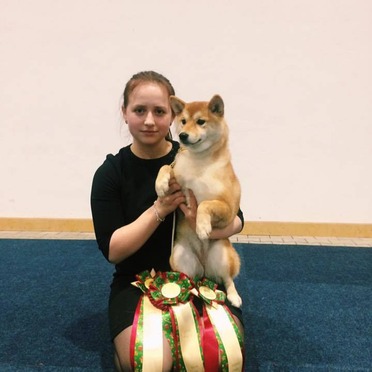 Dog show 2016. SHIOMARU Питомник сиба и акита-ину