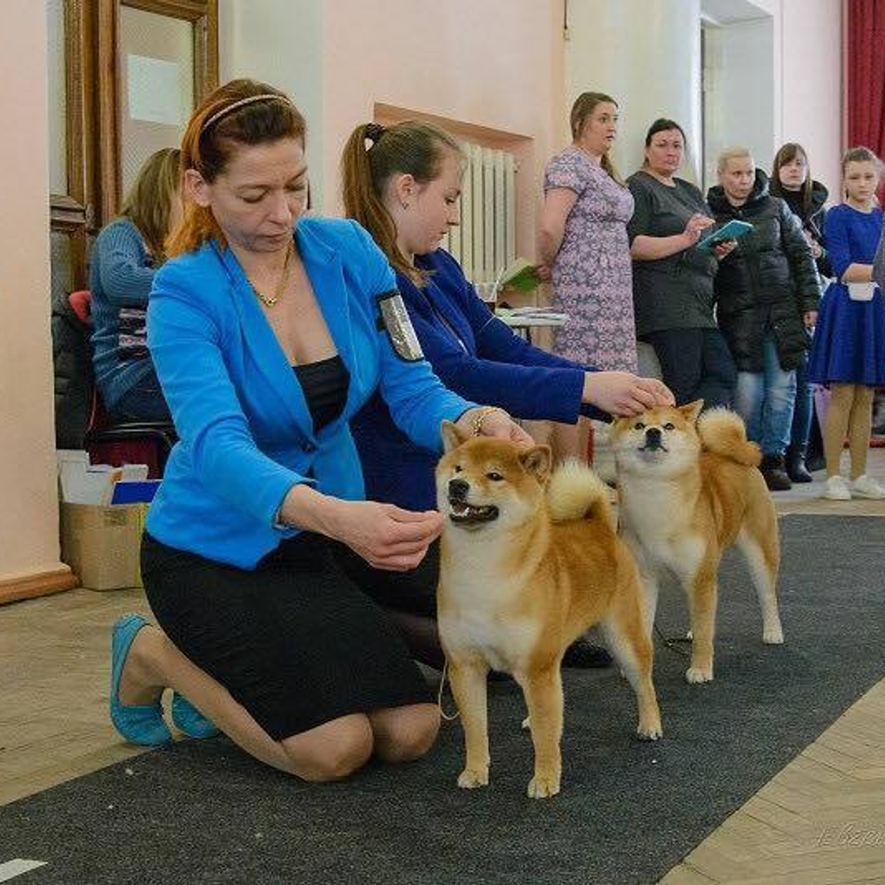 Dog show 2018. SHIOMARU Питомник сиба и акита-ину