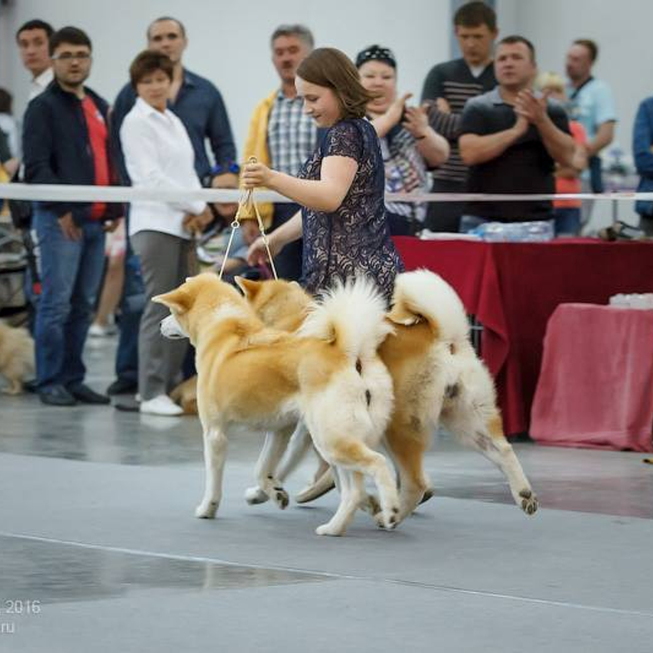 Dog show 2016. SHIOMARU Питомник сиба и акита-ину