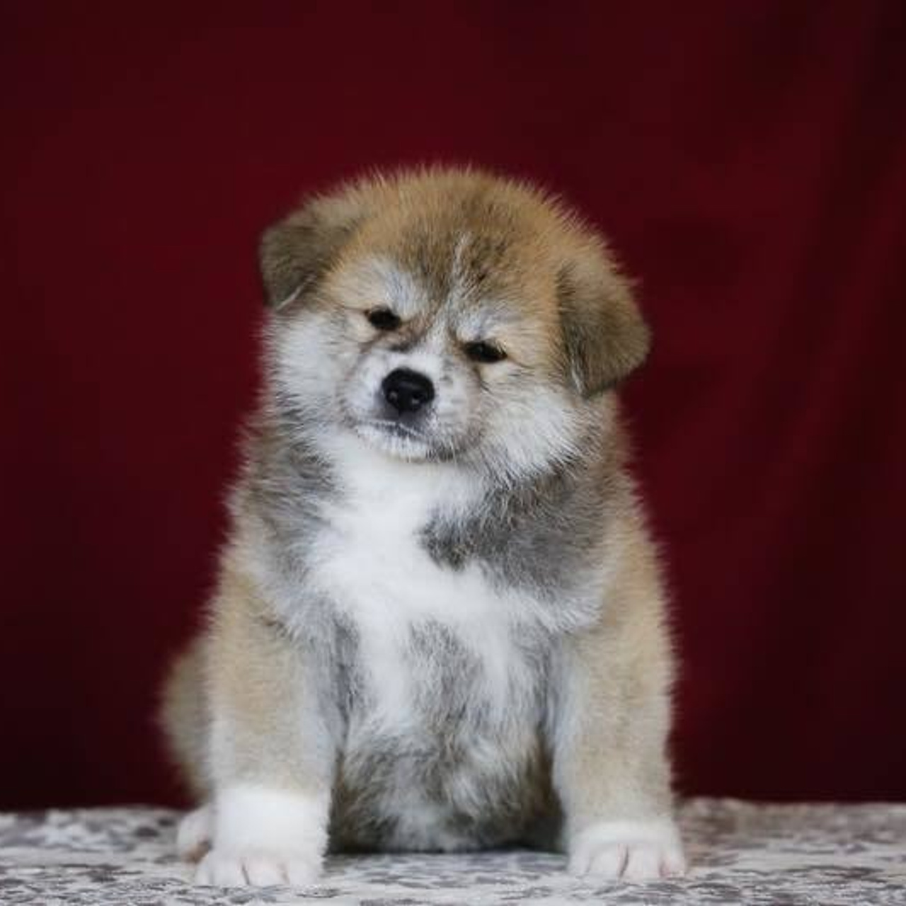 ПОМЕТ K. SHIOMARU Питомник сиба и акита-ину