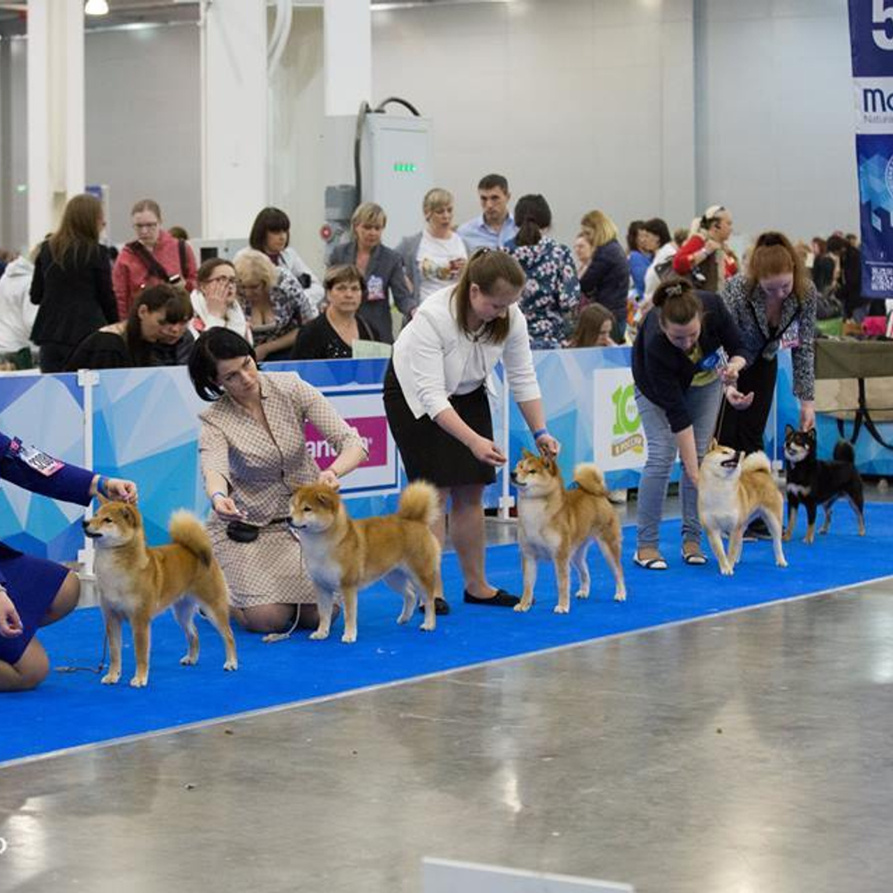 Dog show 2018. SHIOMARU Питомник сиба и акита-ину