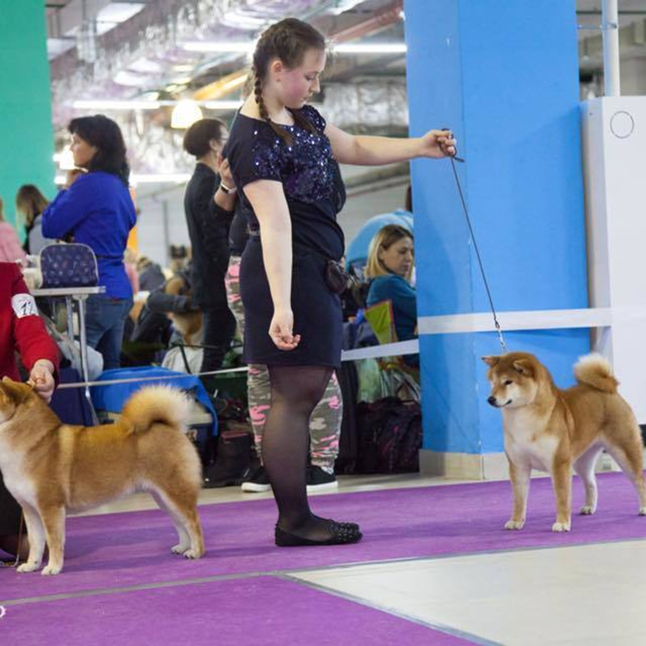 Dog show 2018. SHIOMARU Питомник сиба и акита-ину
