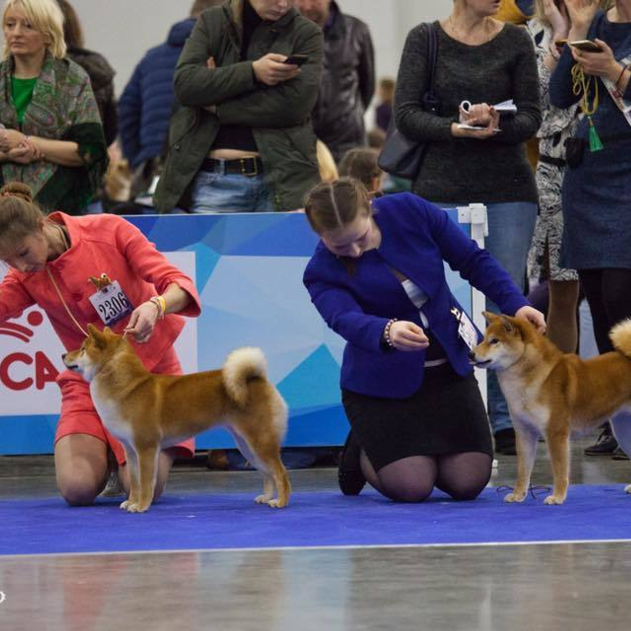 Dog show 2017. SHIOMARU Питомник сиба и акита-ину