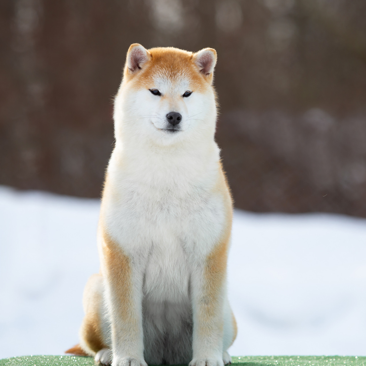 ПОМЕТ M-2022. SHIOMARU Питомник сиба и акита-ину