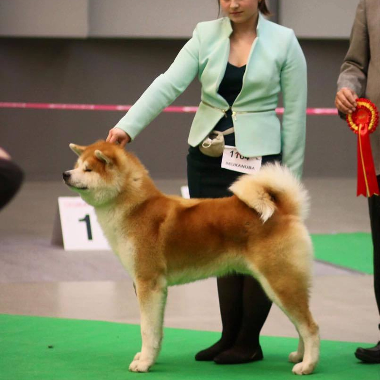Dog show 2017. SHIOMARU Питомник сиба и акита-ину