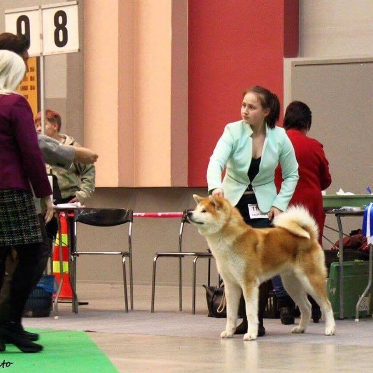 Dog show 2017. SHIOMARU Питомник сиба и акита-ину