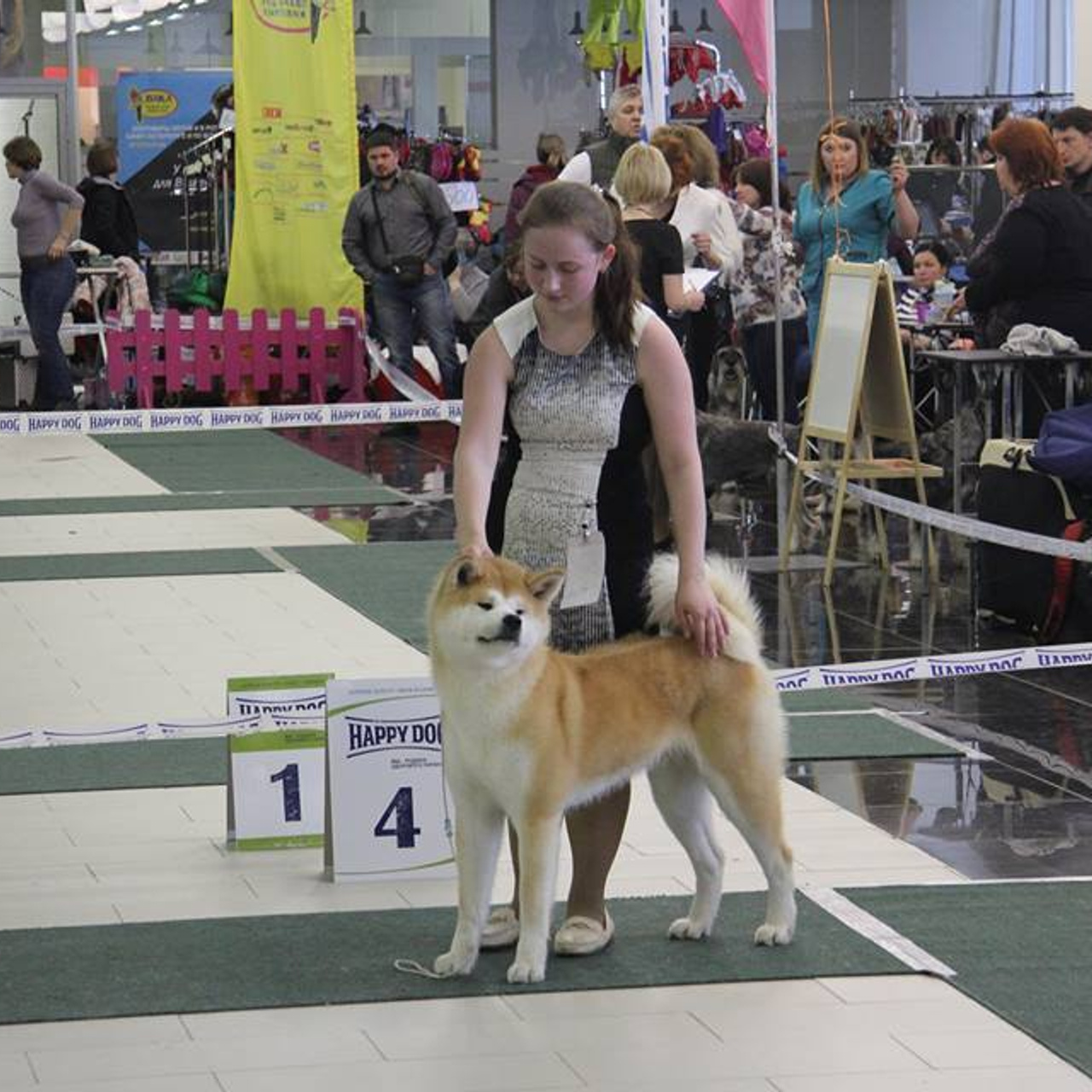 Dog show 2016. SHIOMARU Питомник сиба и акита-ину