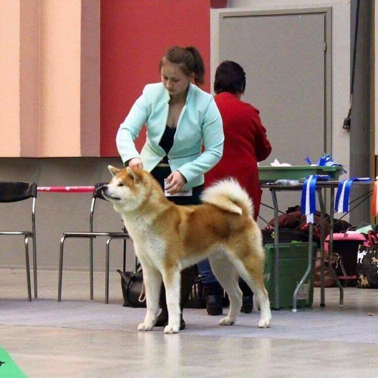Dog show 2017. SHIOMARU Питомник сиба и акита-ину