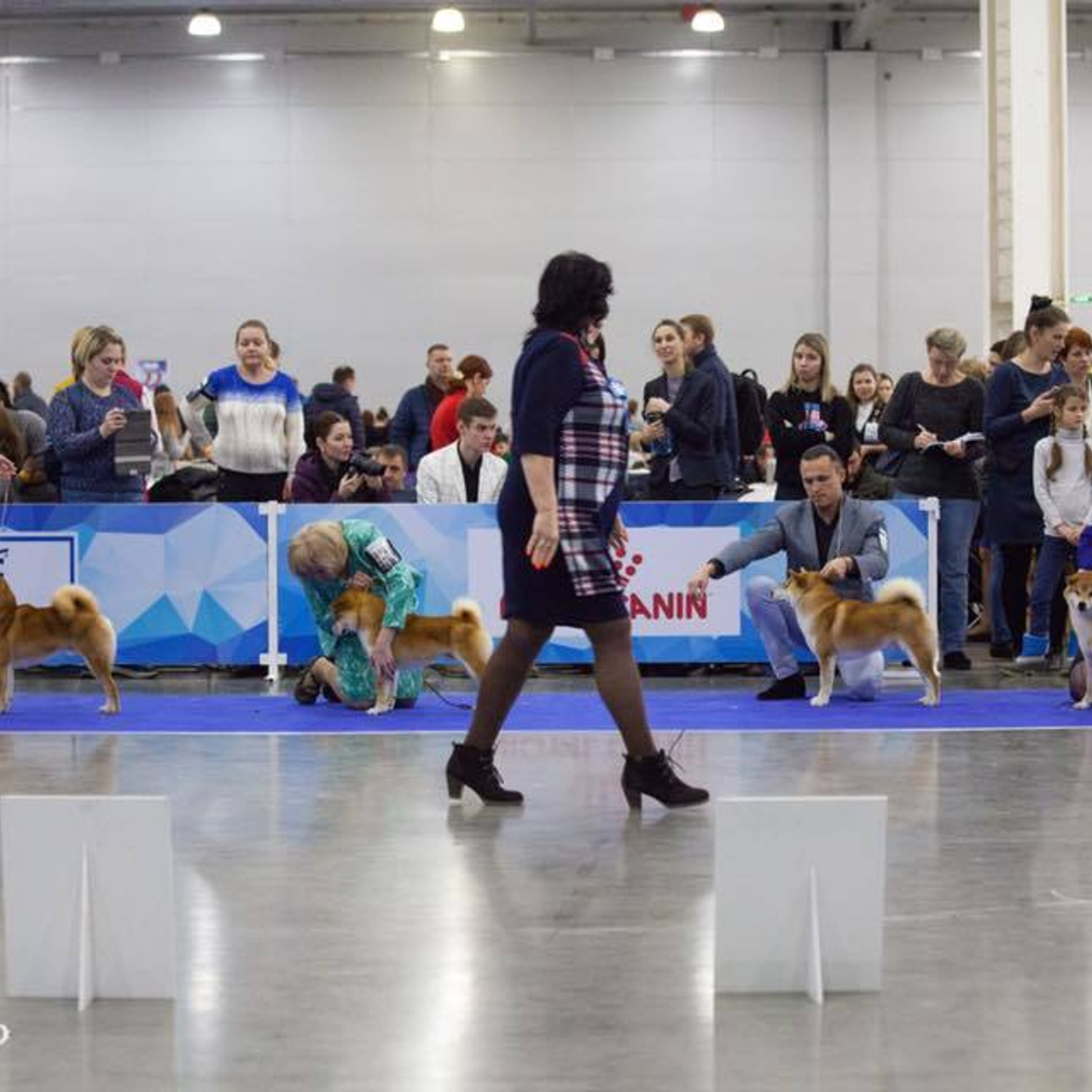 Dog show 2017. SHIOMARU Питомник сиба и акита-ину