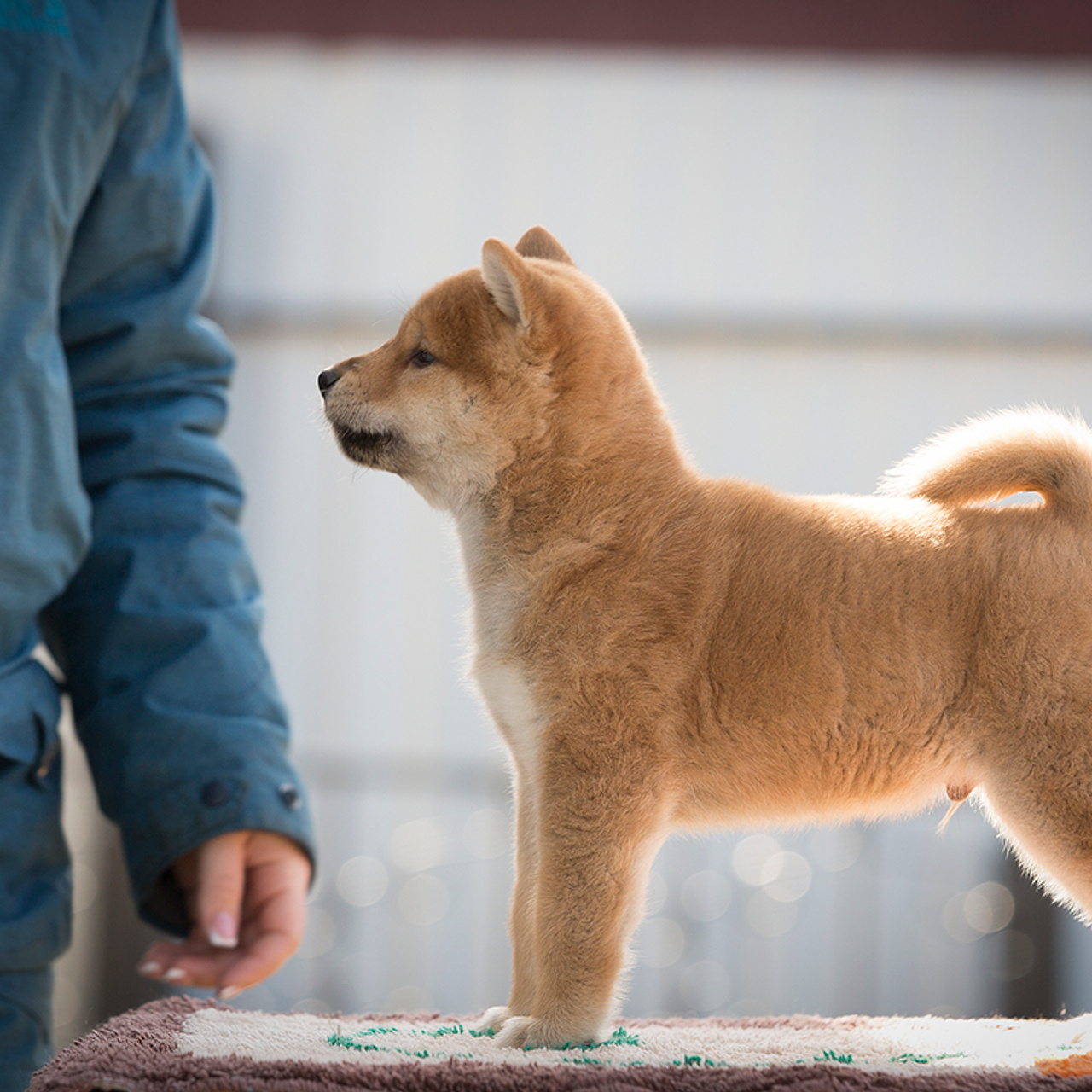 Помет T — Shiomaru kennel. SHIOMARU Shiba and Akita Inu Kennel